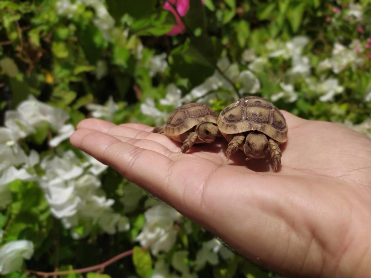 Lotus Turtle Garden Eilat Lägenhet Exteriör bild