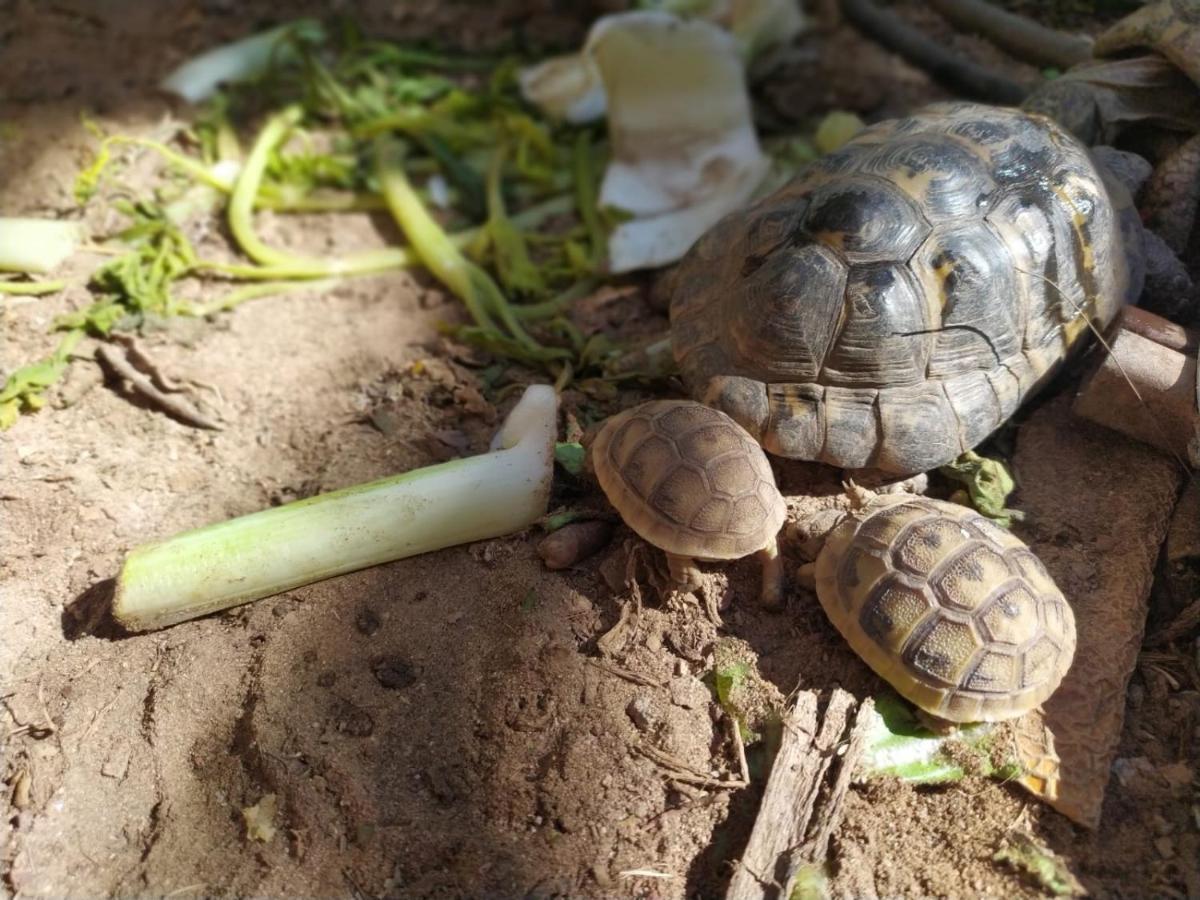 Lotus Turtle Garden Eilat Lägenhet Exteriör bild