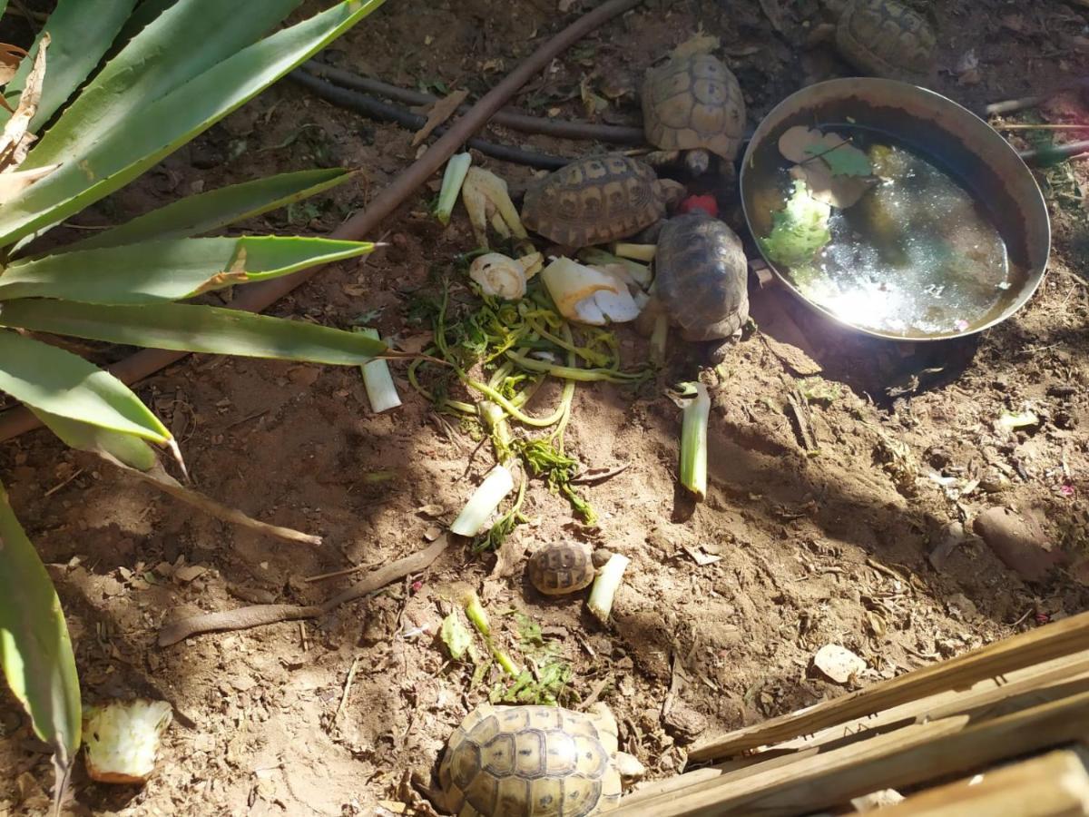 Lotus Turtle Garden Eilat Lägenhet Exteriör bild